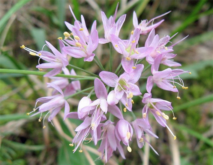 Sternförmiger Lauch, botanischer Name Allium stellatum, mit hell purpur-rosa, kugelförmigen Blüten