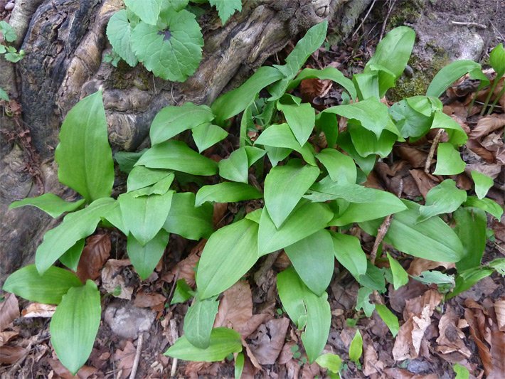Grüne Blätter einer Bärlauch-Pflanze auf einem Waldboden