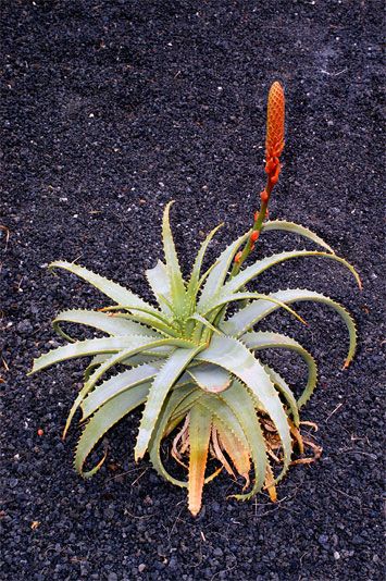 Aloe, botanischer Name Aloe, mit gezackten Blättern und orange-roter Blüte