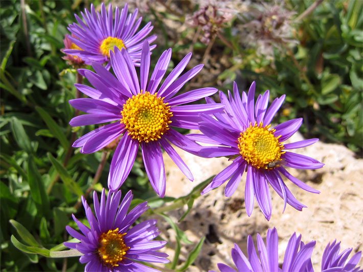 Violette Blüten einer Alpen-Aster, botanischer Name Aster alpinus, die auch Blaues Bergsternkraut oder Alpen-Sternblume genannt wird