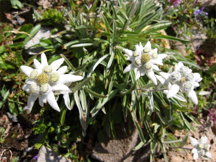 Drei weiße Blüten von einem Alpen-Edelweiß, botanischer Name Leontopodium nivale subsp. alpinum, mit Körbchen-Blütenstand auf einer Alpen-Wiese