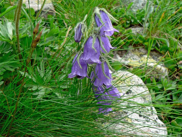 Lila-blaue, glockenförmige Blüten einer Alpen-Glockenblume, botanischer Name Campanula alpina