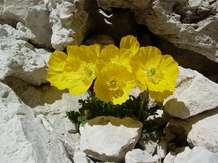 Gelber Alpen-Mohn, botanischer Name Papaver alpinum subsp. rhaeticum, in einem Steingarten