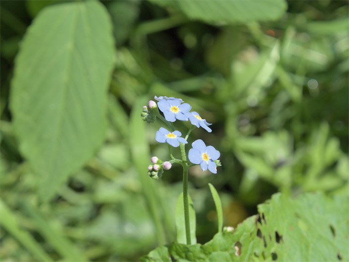 Hellblaue Blüten vom Alpen-Vergissmeinnicht, botanischer Name Myosotis alpestris