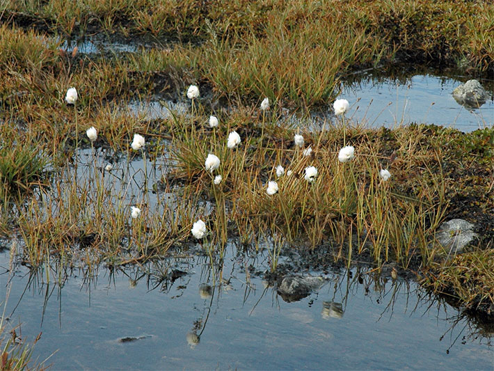 Blühendes Alpen-Wollgras/Scheuchzers Wollgras, botanischer Name Eriophorum scheuchzeri, mit weißen, wolligen Blüten-Kugeln auf langen Halmen auf einer Alpenwiese nach einer Überschwemmung