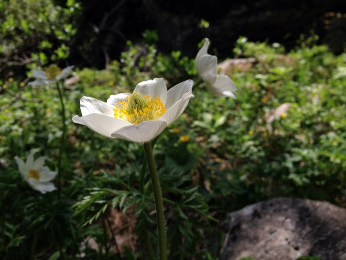 Trichterblüte mit gelber Blüten-Mitte und weißen Blütenblättern einer Alpenanemone bzw. Alpen-Küchen- oder Alpen-Kuhschelle, botanischer Name Pulsatilla alpina