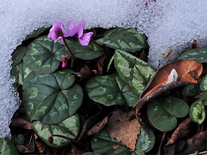 Rosa blühendes Vorfrühlings-Alpenveilchen, botanischer Name Cyclamen coum, im Aussen-Bereich einer Dach-Terrasse umgeben von Schnee