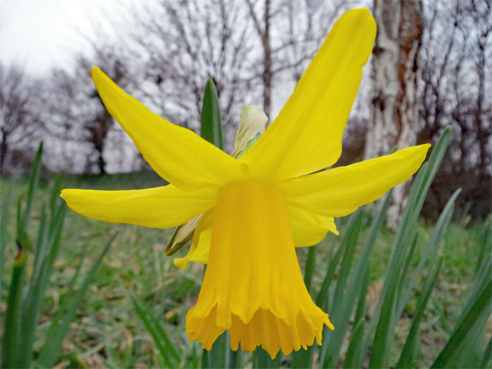 Gelb blühende Alpenveilchen-Narzisse, botanischer Name Narcissus cyclamineus, vor einzelnen spätwinterlichen Laubbäumen ohne Blätter 