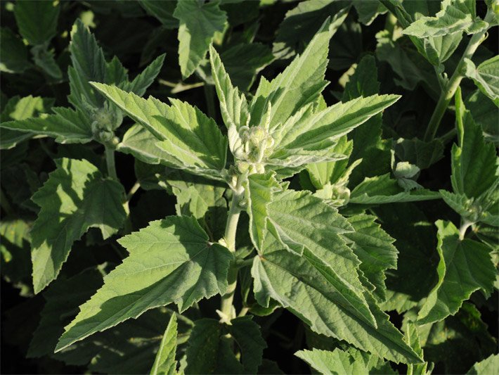 Echter Arznei-Eibisch, botanischer Name Althaea officinalis, in einem Kräuterbeet