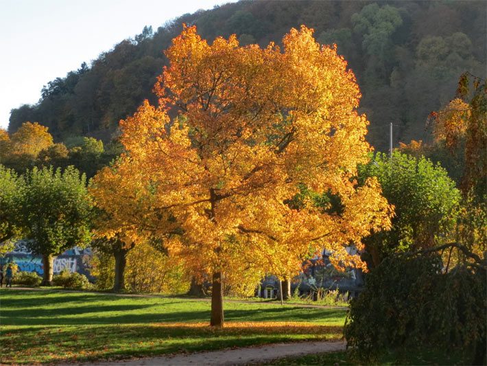 Orange leuchtende Herbstfärbung eines freistehenden, etwa 7 Meter hohen Amerikanischen Amberbaums, botanisch Liquidambar styraciflua