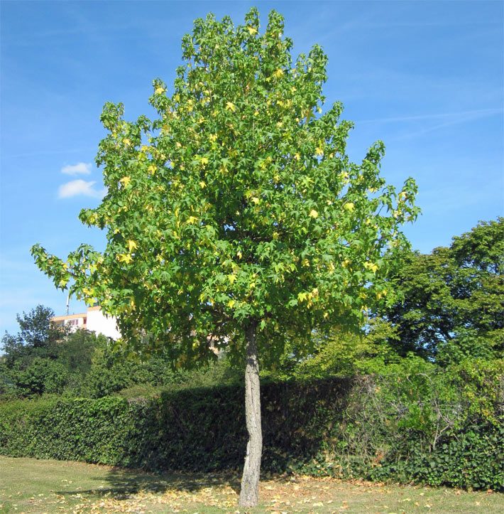 Jungpflanze eines Amerikanischen Amberbaums mit grünen Blättern mit etwa 5 Meter Höhe