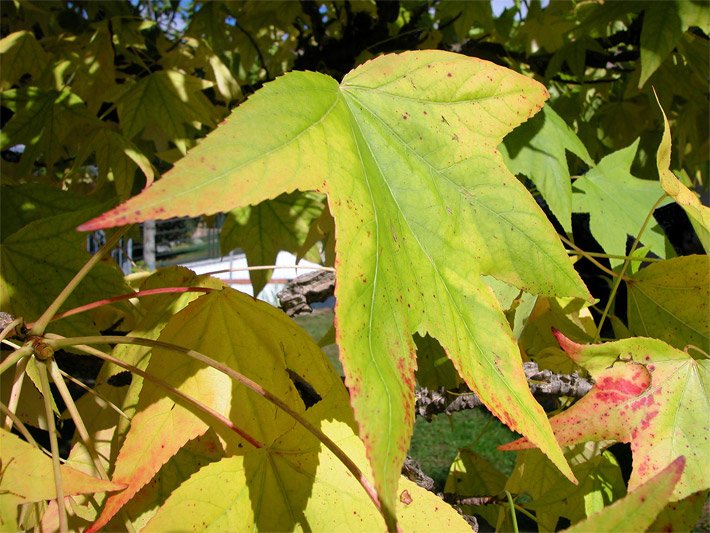 Großes Blatt am Ast eines Amerikanischen Amberbaums im Oktober mit beginnender Herbst-Färbung