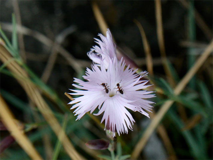 Blüten-Bestäubung einer Federnelke, botanischer Name Dianthus plumarius, mit weißer Stieltellerblüte durch zwei Ameisen als Beispiel der Tierblütigkeit (Zoophilie)