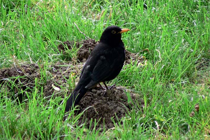 Amsel, auch Schwarzdrossel, auf einem Maulwurfshügel im Garten