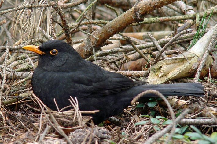 Amsel / Schwarzdrossel, faunisch Turdus merula, im Unterholz