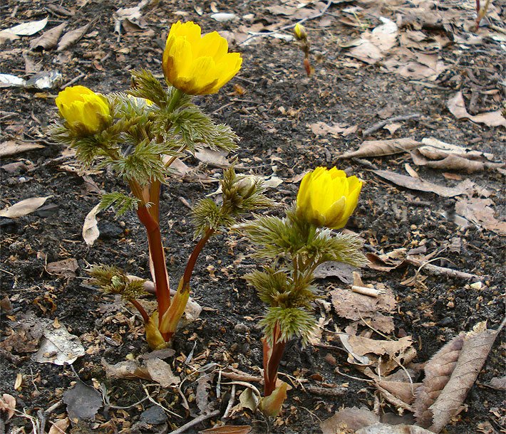 Gelb blühendes Amur-Adonisröschen, botanischer Name Adonis amurensis, im Garten umgeben von verwelkten Laubbaum-Blättern