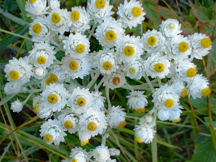 Weiße Blütenblätter und honig-gelbe Blüten-Mitte einer Pflanzung des Großen Perlkörbchen der Sorte Neuschnee, botanischer Name Anaphalis margaritaceae