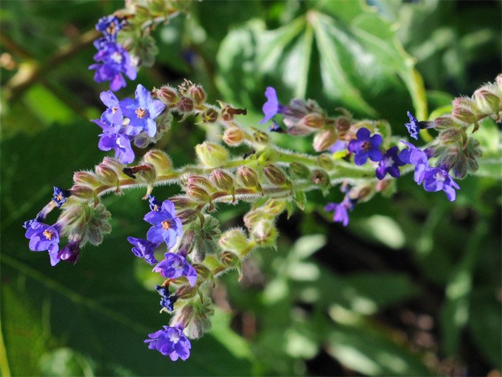 Tellerblüten mit blau-violettem bis blass-lila farbenem Blütenstand einer Gewöhnlichen oder Gemeinen Ochsenzunge, botanischer Name Anchusa officinalis, mit jeweils fünf Blüten-Kronblättern
