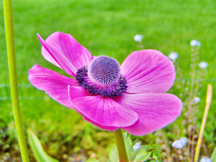 Rosa-rote Blüte einer Garten- oder Kronen-Anemone, botanischer Name Anemone coronaria, in einem Blumenbeet