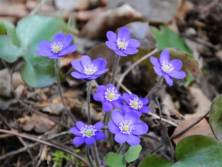 Lila-blassblaue Blüten von mehreren Leberblümchen, botanischer Name Hepatica nobilis oder Anemone hepatica, im Wald