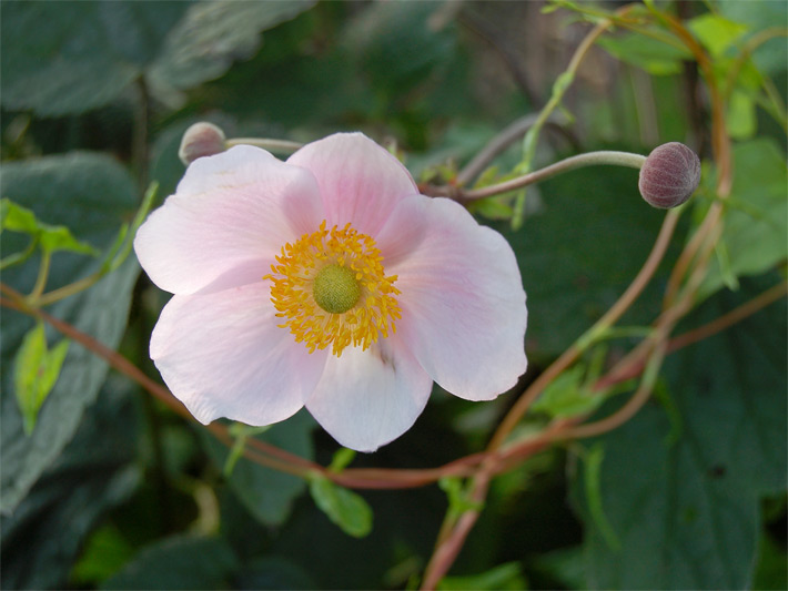 Großblütige, blass-rosa farbene Blüte einer Herbst-Anemone der Sorte September Charme in einem Balkonkasten, lateinischer Name Anemone hupehensis