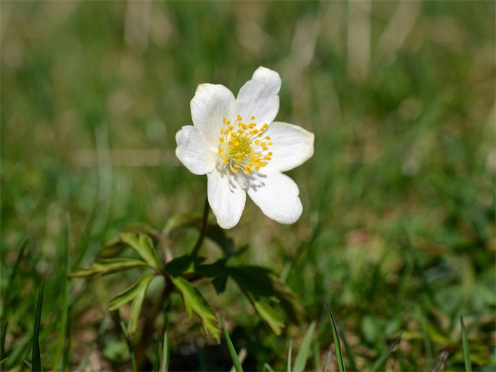 Weiß blühendes Buschwindröschen, botanischer Name Anemone Nemorosa, mit hellgrauen Staubfäden und gelben Staubbeuteln auf einer Wiese