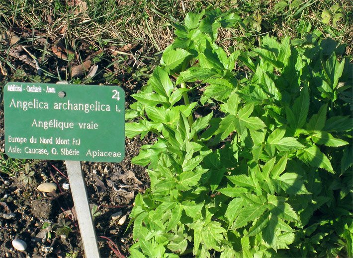 Hellgrüne Blätter einer Angelika-Engelwurz oder Angelikawurzel in einem Kräuterbeet neben einem zugehörigen botanischen grünen Schild mit französischem Namen Angelique vraie und weisser Beschriftung nach binärer Nomenklatur Angelica archangelica