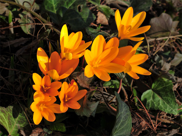 Orange-gelb blühender Ankara-Krokus der Sorte Golden Bunch, botanischer Name Crocus ancyrensis, in einem Blumenbeet