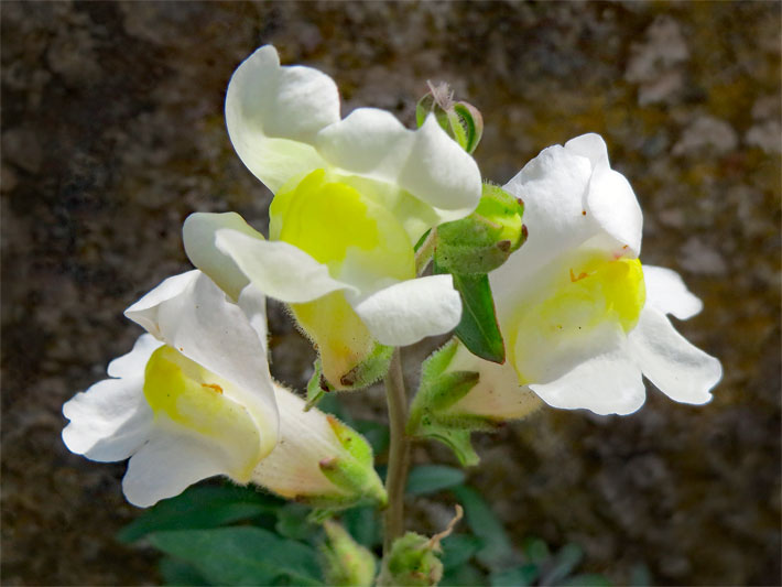 Maskierte Lippenblüten von einem Großen Garten-Löwenmaul (Löwenmäulchen), botanischer Name Antirrhinum majus, mit weißer Blüten-Farbe und zitronen-gelber Färbung der oberen Lippe