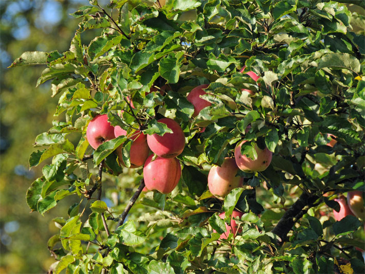 Ast an einem Apfel-Baum mit leuchtend roten Früchten bzw. Äpfeln im Sommer