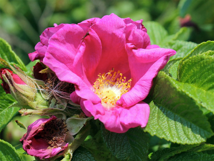 Hellgrüne Blätter und dunkelrosa Blüte einer Kartoffel-, Japan- oder Apfel-Rose, botanischer Name Rosa rugosa