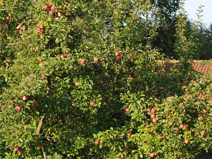 Apfelbaum mit reifen Äpfeln im Sommer