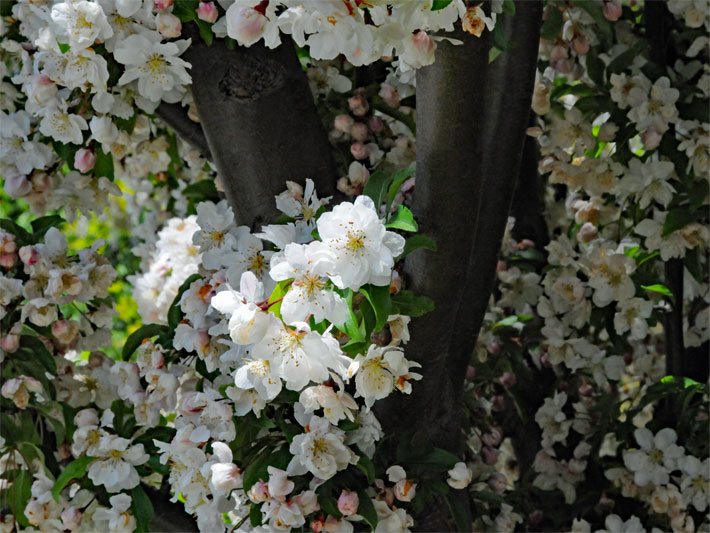 Weiße Blüten von einem Ansehnlichen Apfelbaum der Hybride/Sorte Van Eseltine, botanischer Name Malus spectabilis