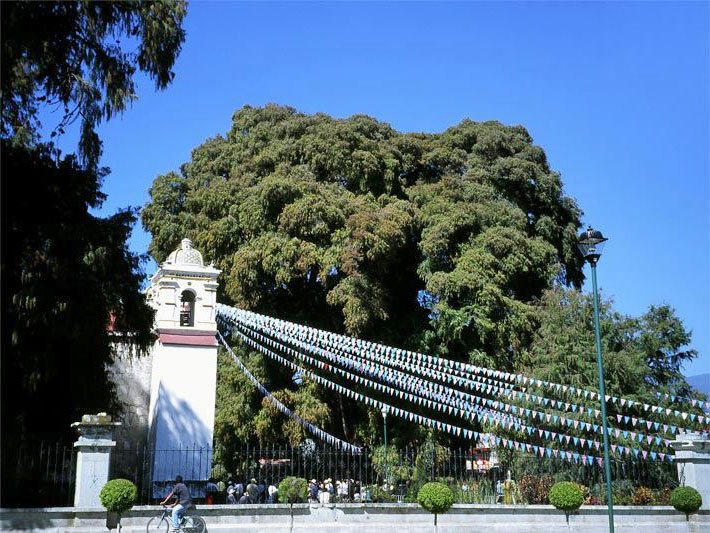 Die Mexikanische Sumpfzypresse Arbol del tule in Santa Maria del Tule in Mexiko
