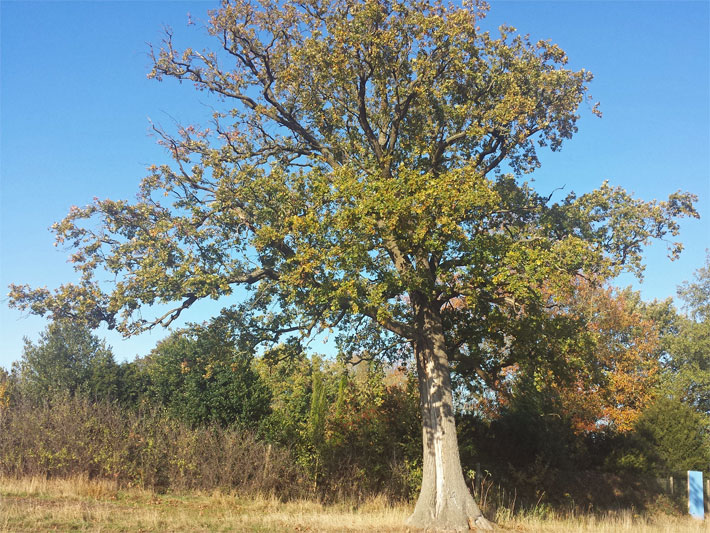 Eiche im Arboretum vom Ortsteil Thiensen der Gemeinde Ellerhoop