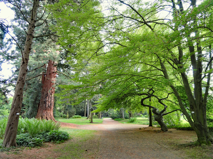 Arboretum im Botanischen Garten Freiburg mit Pflanzen-Namensschild zu jedem Baum