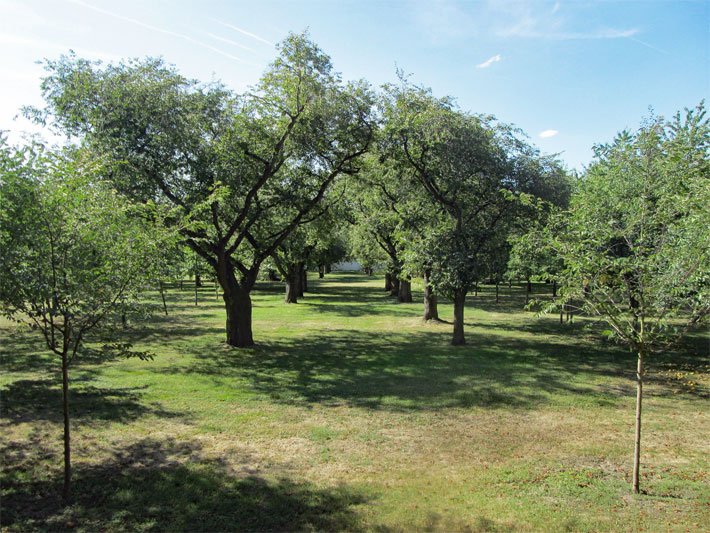 Obstgarten im Arboretum vom Schlosspark Schwetzingen mit Apfelbäumen und Kirschbäumen