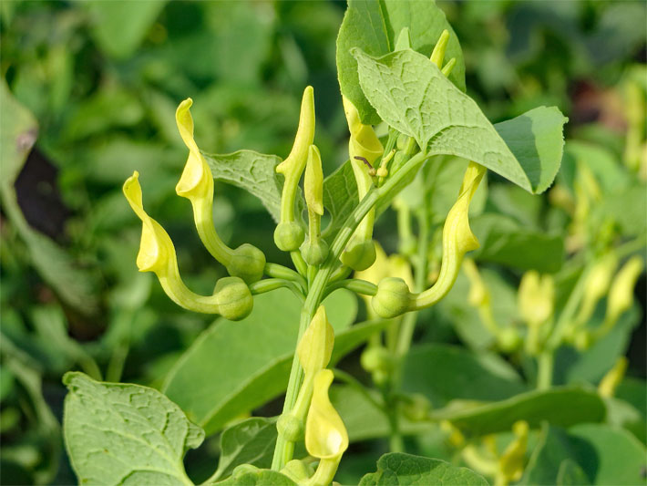 Hell-gelbe Gleitfallen-Blüte mit Blütentüte und darauf folgender hell-grüner Blütenröhre mit Blütenkessel einer Gewöhnlichen / Aufrechten Osterluzei, botanischer Name Aristolochia clematitis