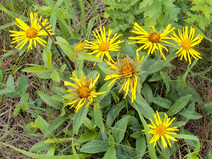 Wildwachsende Echte Arnika, botanischer Name Arnica montana, auf einer Sommer-Wiese