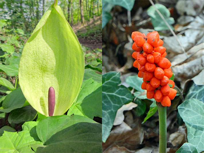 Hellgrüne Blüte mit braunem Kolben und grüne Blätter im Frühling sowie leuchtend rote Früchte im Sommer von einem Gefleckten Aronstab, botanischer Name Arum maculatum