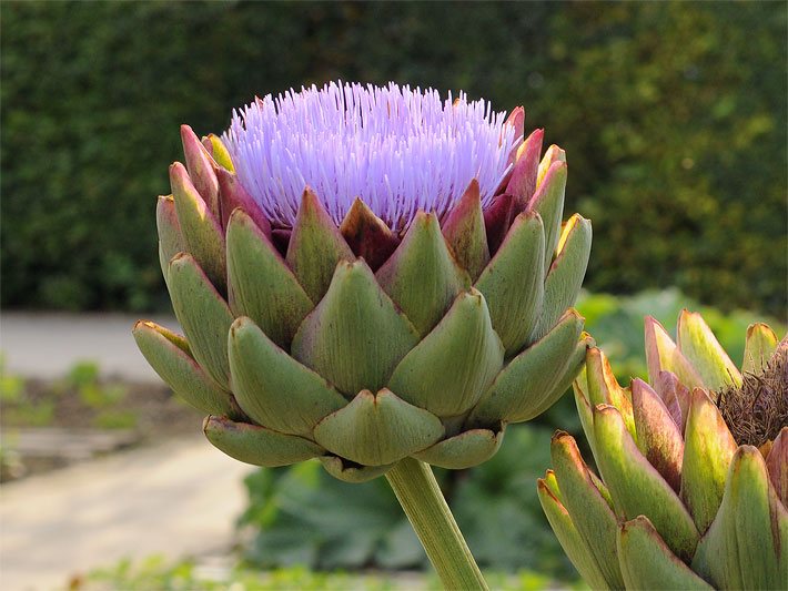 Violette Artischockenblüte, botanischer Name Cynara cardunculus subsp. scolymus, mit der Blütenform einer Körbchen-Blüte