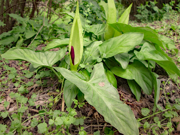 Hellgrünes Hochblatt mit braunem Kolben und grüne Blätter von einem Gefleckter Aronstab, botanischer Name Arum maculatum