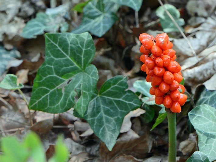 Leuchtend orange-rote Früchte und dunkelgrüne Blätter von einem Gefleckten Aronstab, botanischer Name Arum maculatum