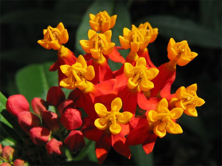 Straußförmig angeordnete, gelbe Klemmfallen-Blüten einer Curaçao- oder Indianer-Seidenpflanze, botanischer Name Asclepias curassavica, auf heruntergeklappten äußeren, leuchtend-roten Blütenblättern