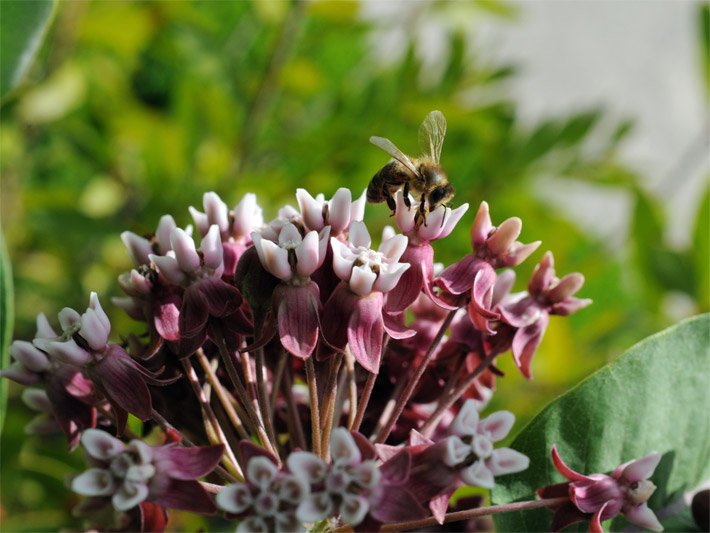 Purpur-weiße straussförmig angeordnete Klemmfallen-Blüten einer Gewöhnlichen Seidenpflanze oder Papageienpflanze, botanischer Name Asclepias syriaca, mit einer Biene