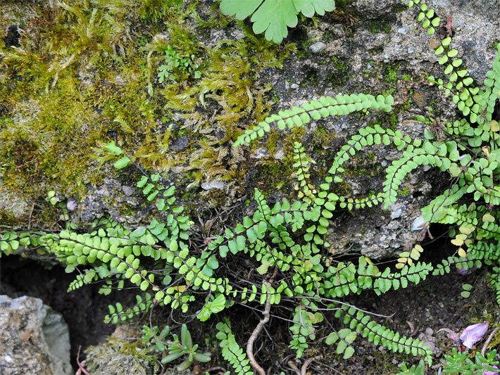 Braunstieliger Streifenfarn, botanischer Name Asplenium trichomanes, in einer Trockenmauer