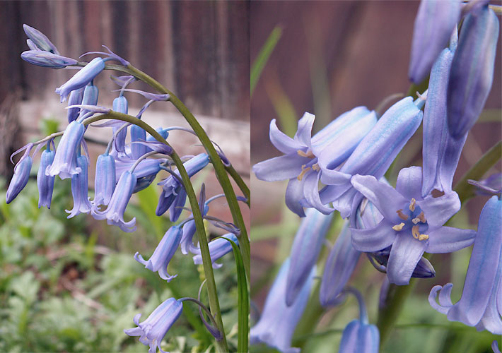 Blau-violett blühendes Atlantisches Hasenglöckchen, botanischer Name Hyacinthoides non-scripta, mit Großaufnahme der Blüten und der gesamten Pflanze, in einem Garten