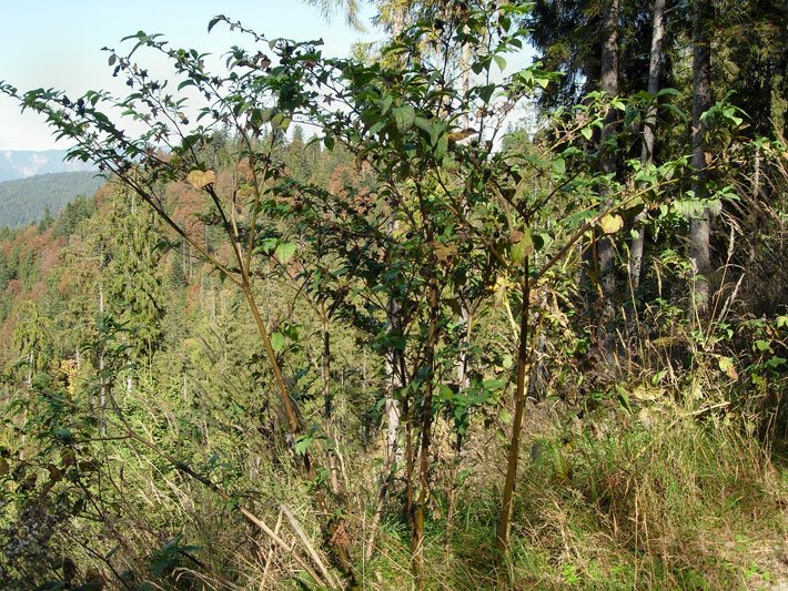 Zwei Meter hohe Staude der Schwarzen Tollkirsche, botanischer Name Atropa belladonna