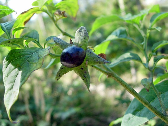 Schwarze Beere einer Atropa Belladonna, auf deutsch auch Schwarze Tollkirsche genannt