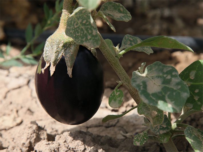 Dunkel-violette Aubergine, botanischer Name Solanum melongena, im Gemüse-Beet